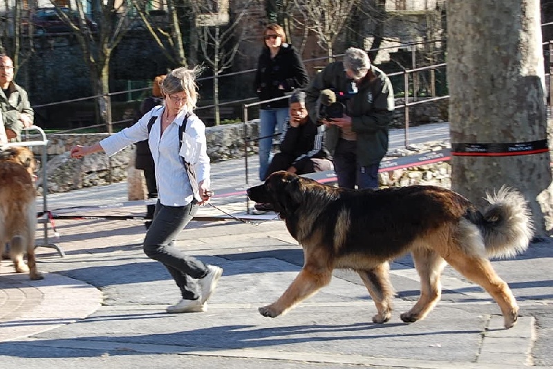 Falco de la pierre oiseau - 1 er EXCELLENT/ MEILLEUR MALE