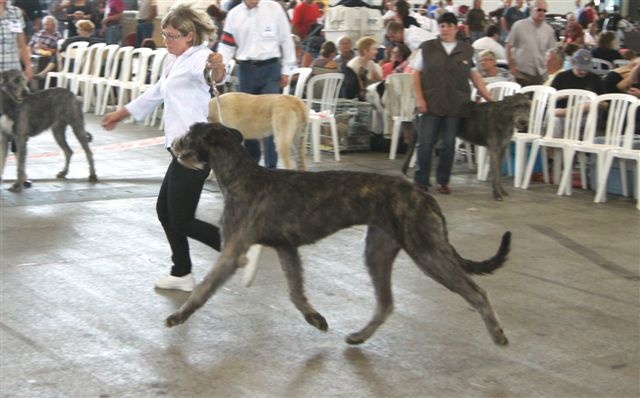 CH. Faelyn de la pierre oiseau - BOB JEUNE