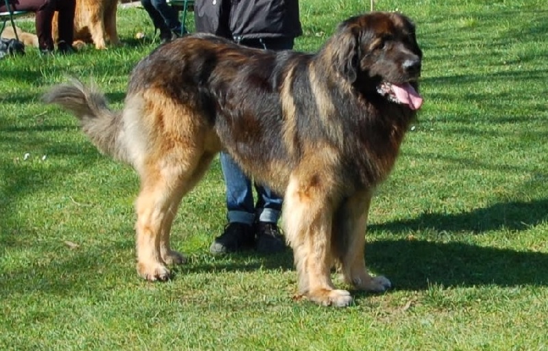 Falco de la pierre oiseau - 2 EME CLASSE OUVERTE