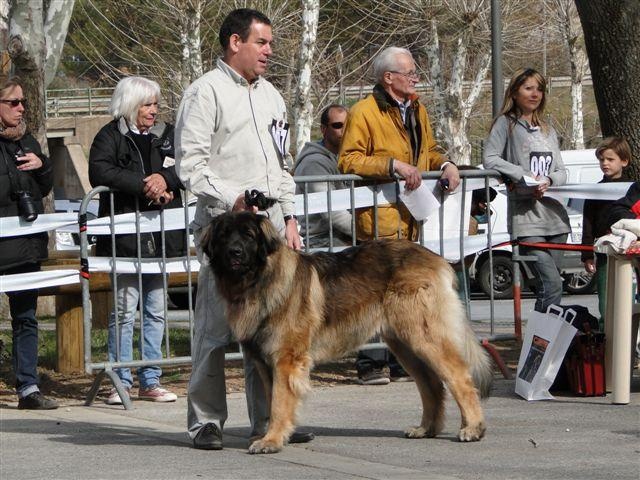 Falco de la pierre oiseau - 2 EME EN CLASSE intermédiaire
