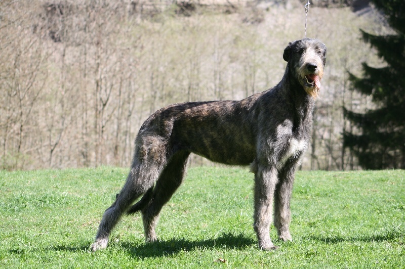 CH. Faelyn de la pierre oiseau - 1 ER EXCELLENT CLASSE JEUNE