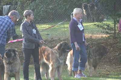 CH. Corazon de la pierre oiseau - EXCELLENT