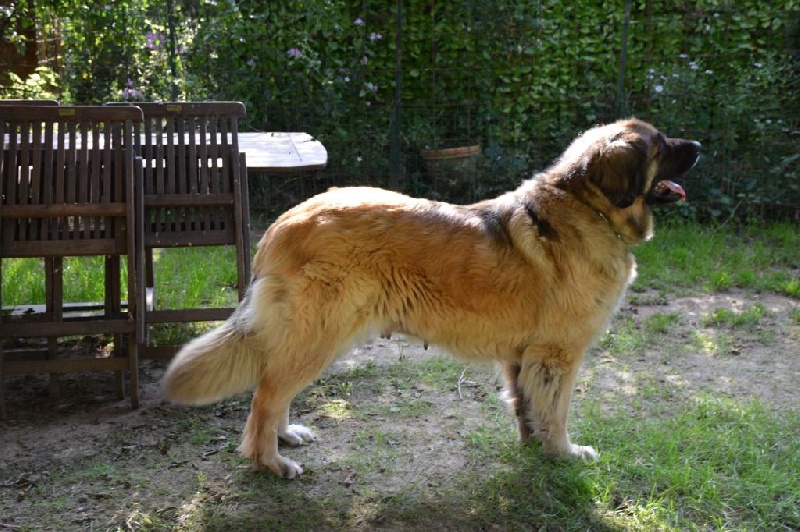 Publication : du violon d'or