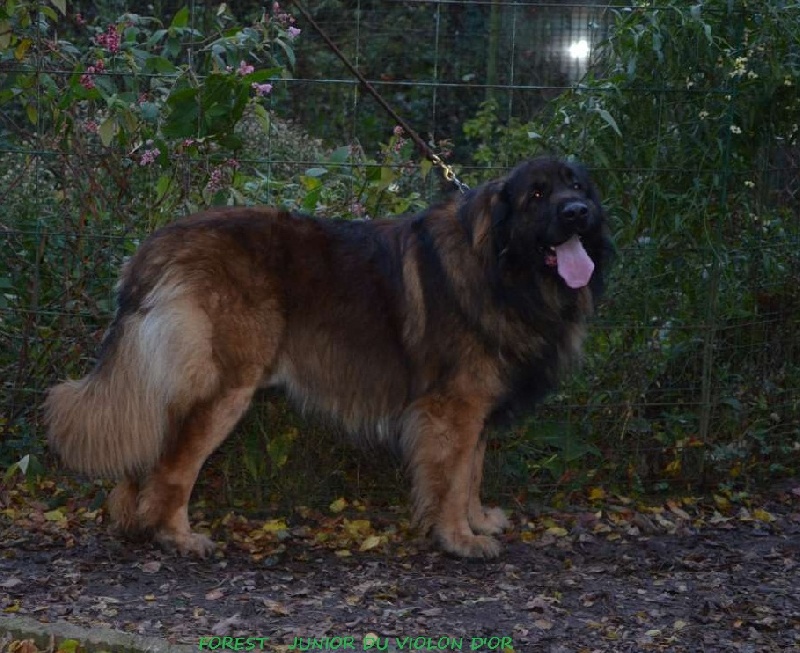 Publication : du violon d'or Auteur : gerettia