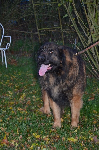 Publication : du violon d'or Auteur : gerettia