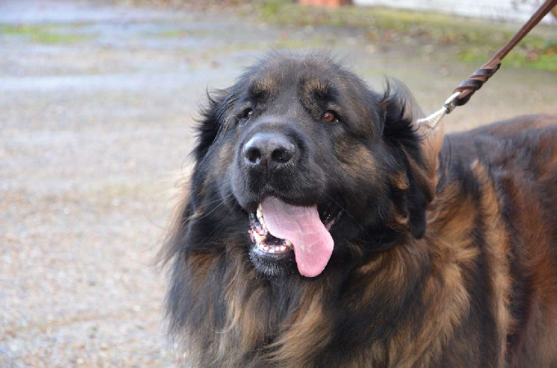 Publication : du violon d'or Auteur : gerettia