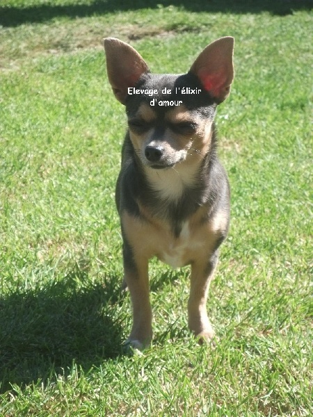 Ginger de l'elixir d'amour