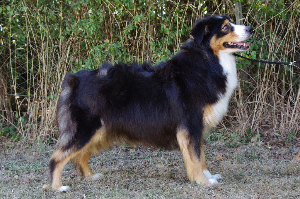 Raison de l'elixir d'amour