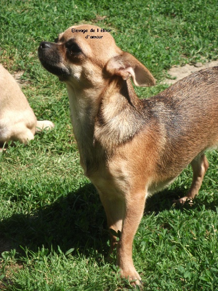 Gladdy's de l'elixir d'amour