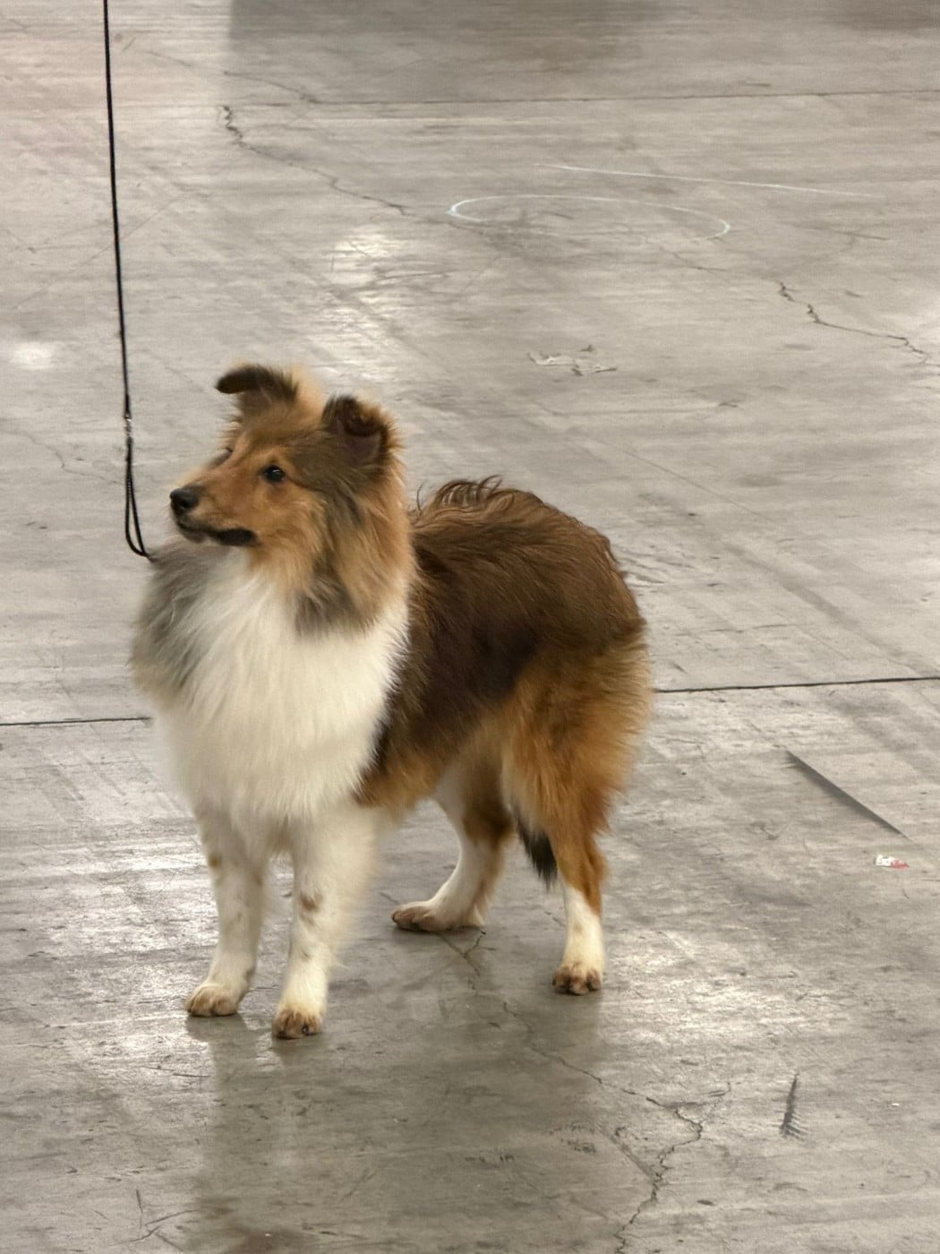 Autumn last love de l'elixir d'amour