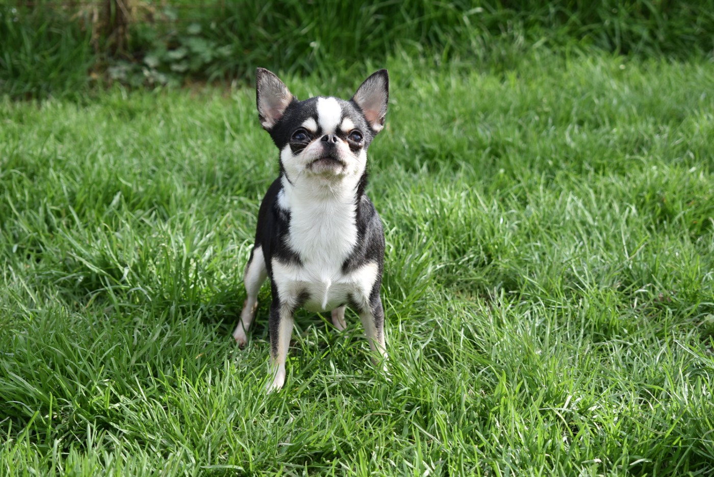 Vahiné de l'elixir d'amour