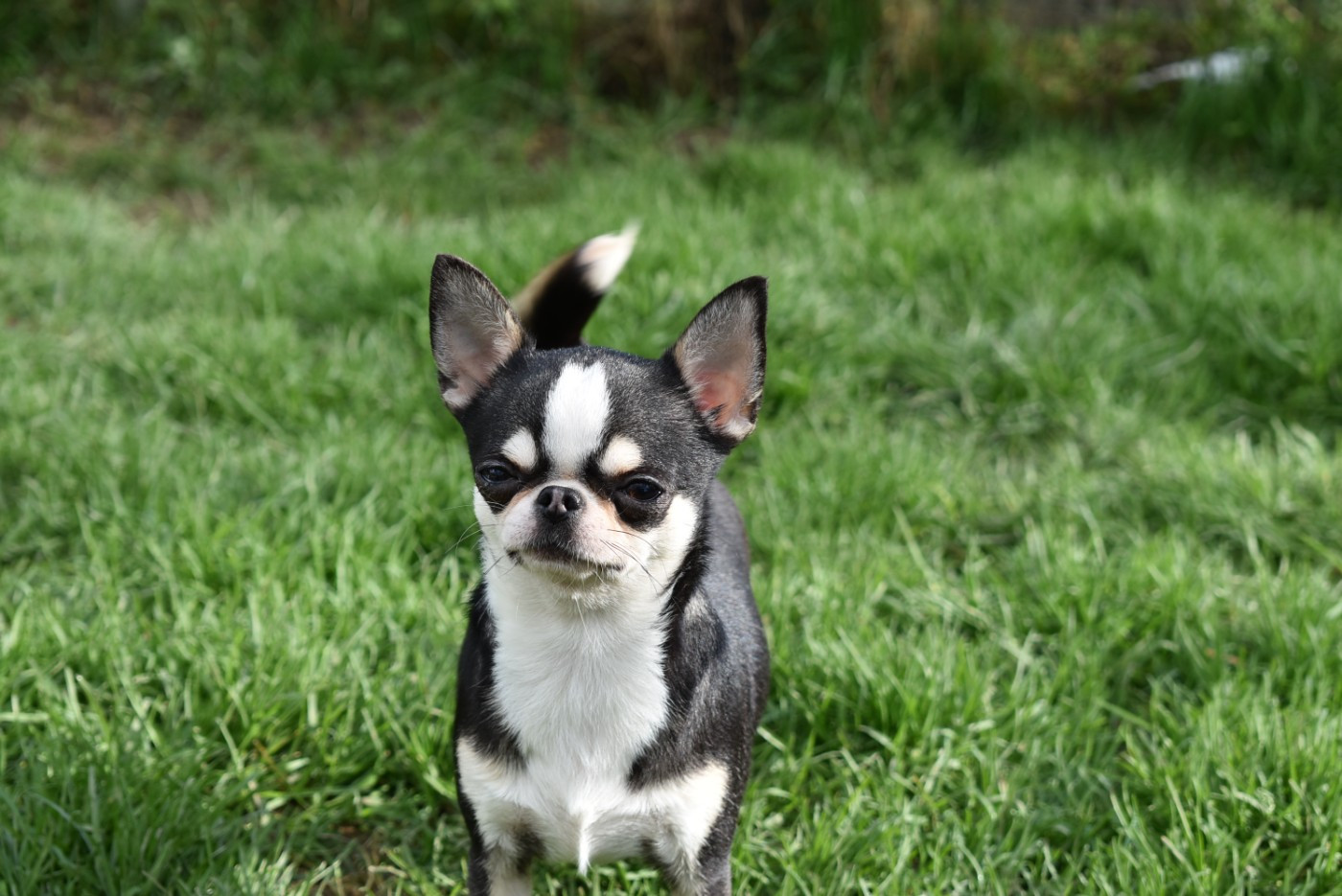 Vahiné de l'elixir d'amour