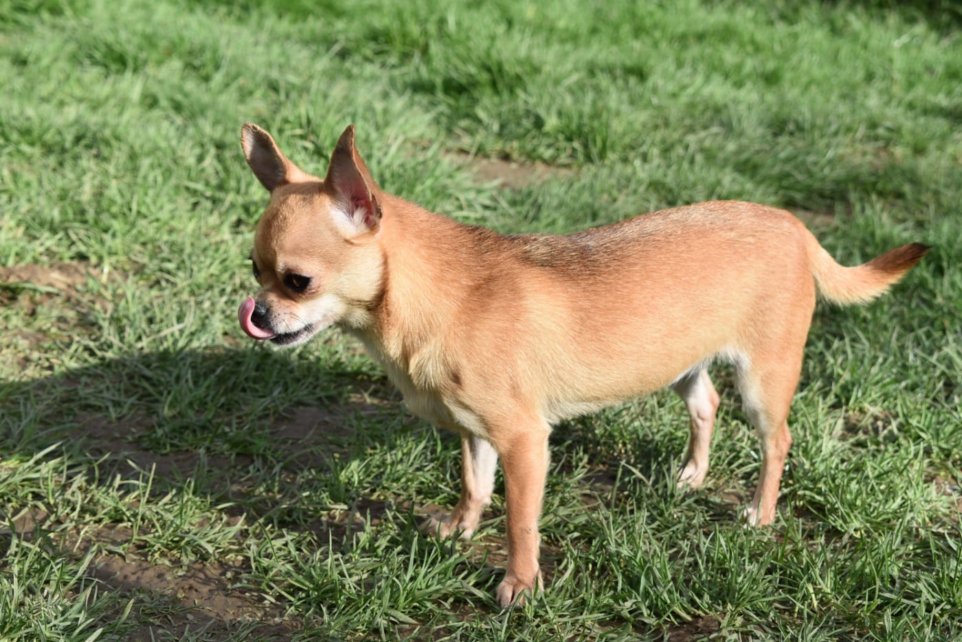 Varda de l'elixir d'amour