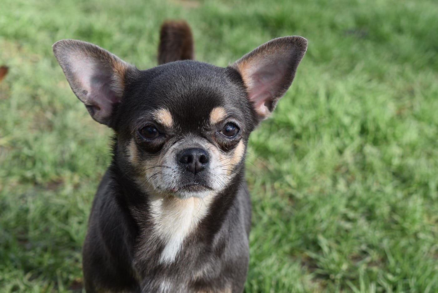 Tabatha de Sir Scratch and Co