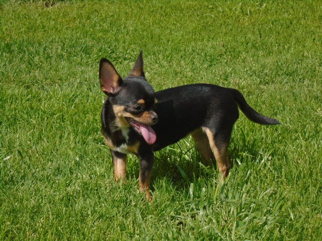 Publication : de l'elixir d'amour Auteur : Elevage de l'élixir d'amour