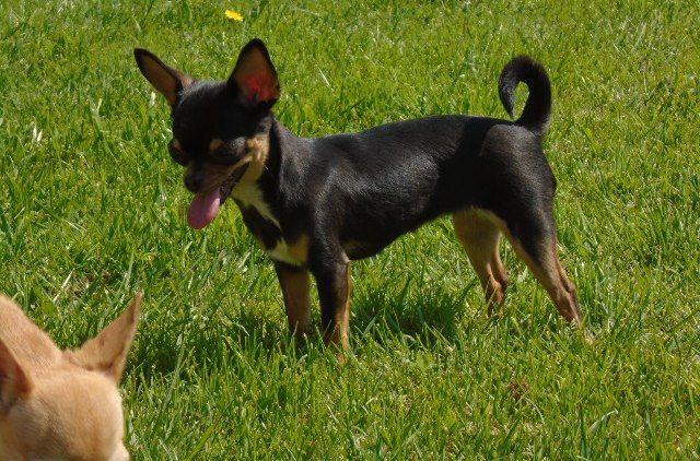 Publication : de l'elixir d'amour Auteur : Elevage de l'élixir d'amour