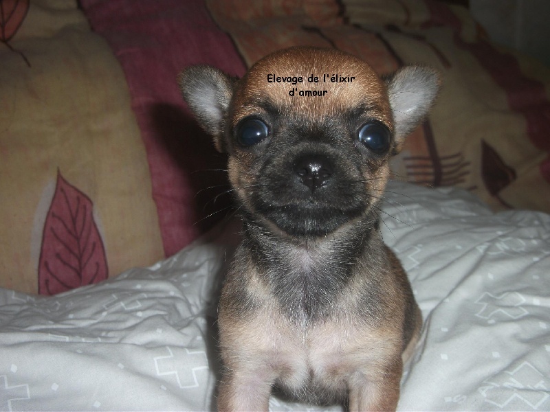 Gladdy's de l'elixir d'amour