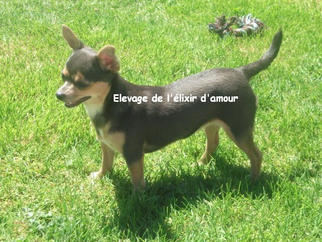 Ginger de l'elixir d'amour