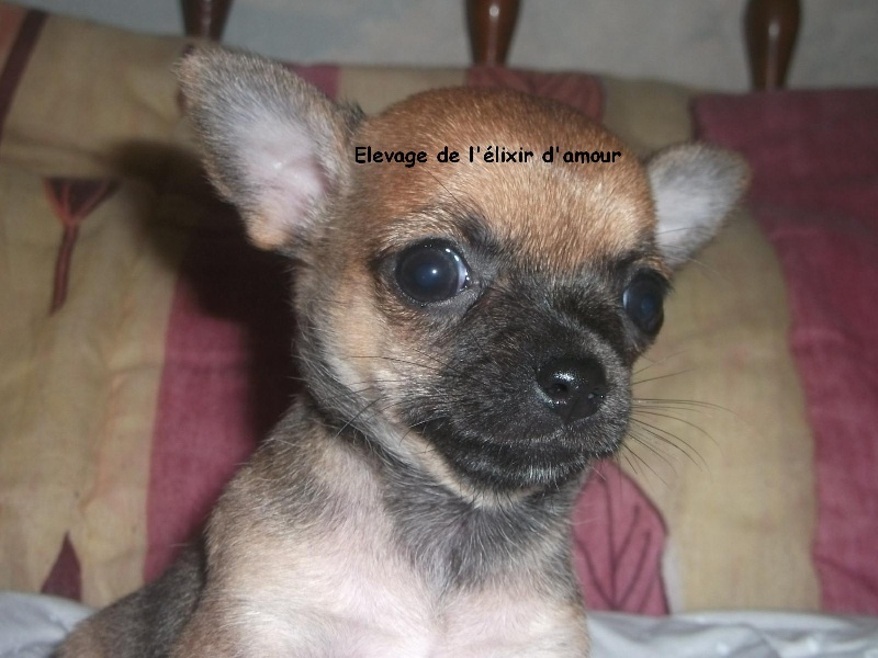 Gladdy's de l'elixir d'amour