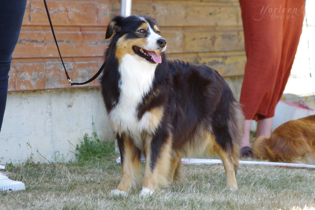 Raison de l'elixir d'amour