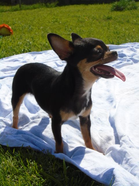 Publication : de l'elixir d'amour Auteur : Elevage de l'élixir d'amour