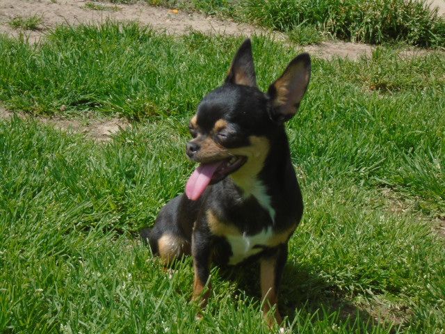 Publication : de l'elixir d'amour Auteur : Elevage de l'élixir d'amour