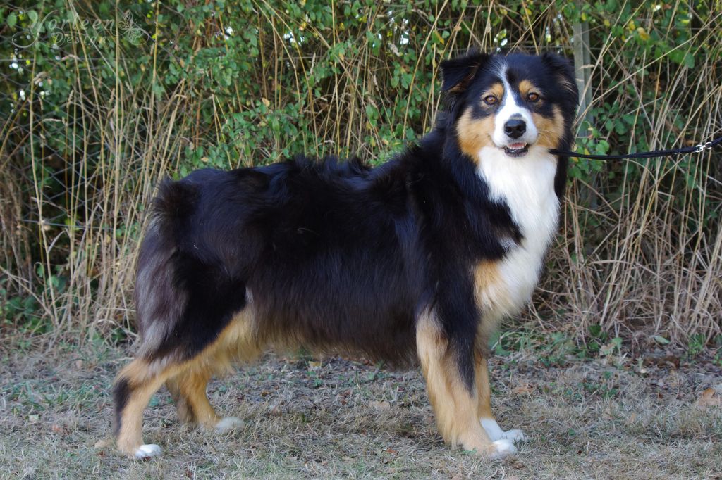 Raison de l'elixir d'amour