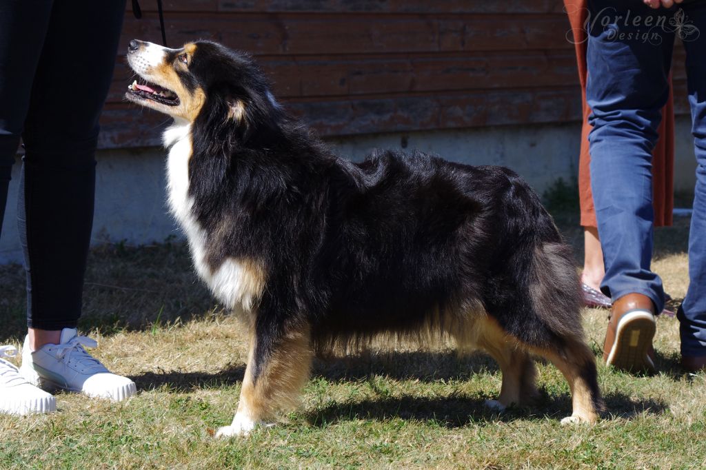 Raison de l'elixir d'amour