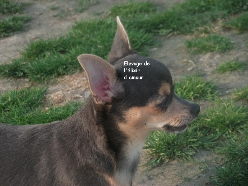 Ginger de l'elixir d'amour