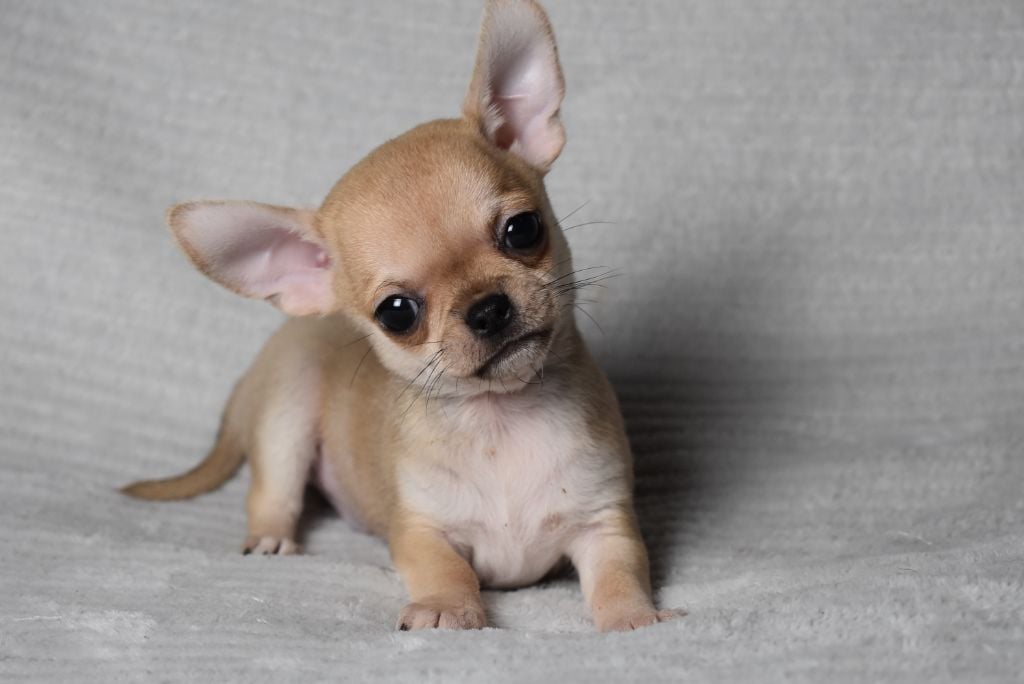 AVALAN (nom provisoire)