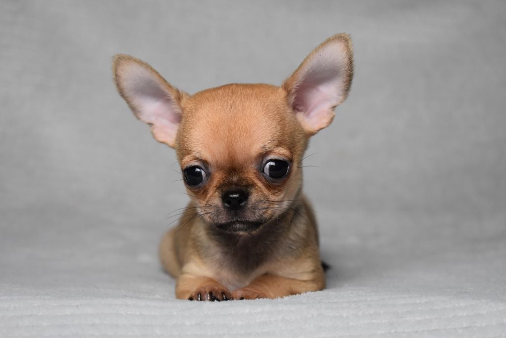 ALADDIN (nom provisoire)