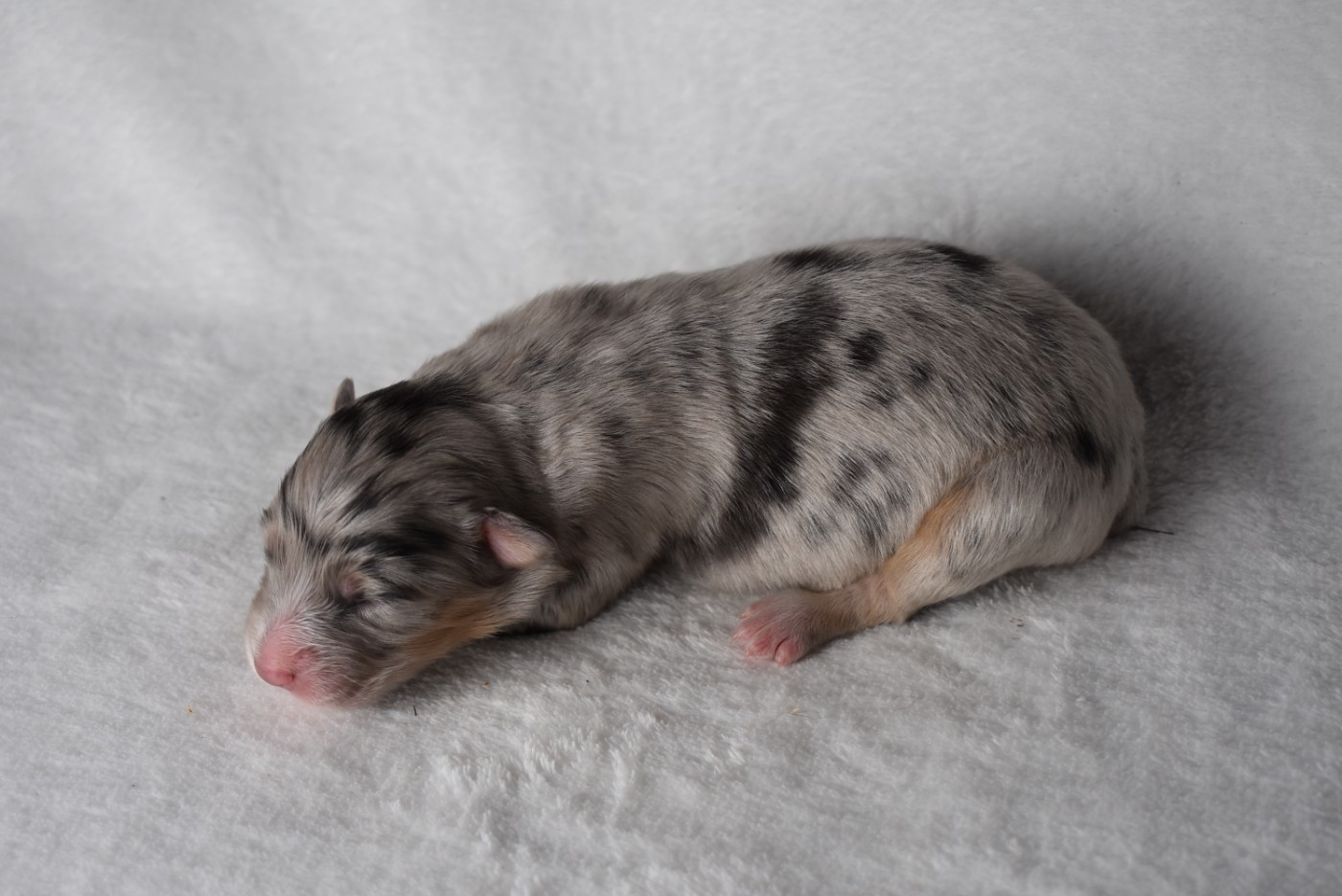 BETWEEN BEAUTY OF THE TRUTH "Katell"