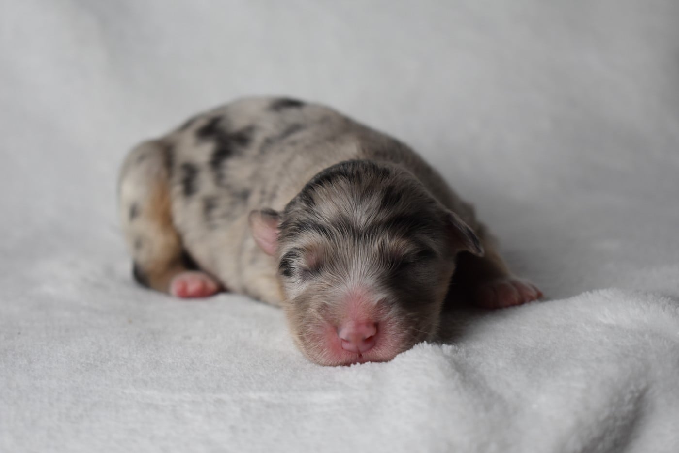 BETWEEN BEAUTY OF THE TRUTH "Katell"