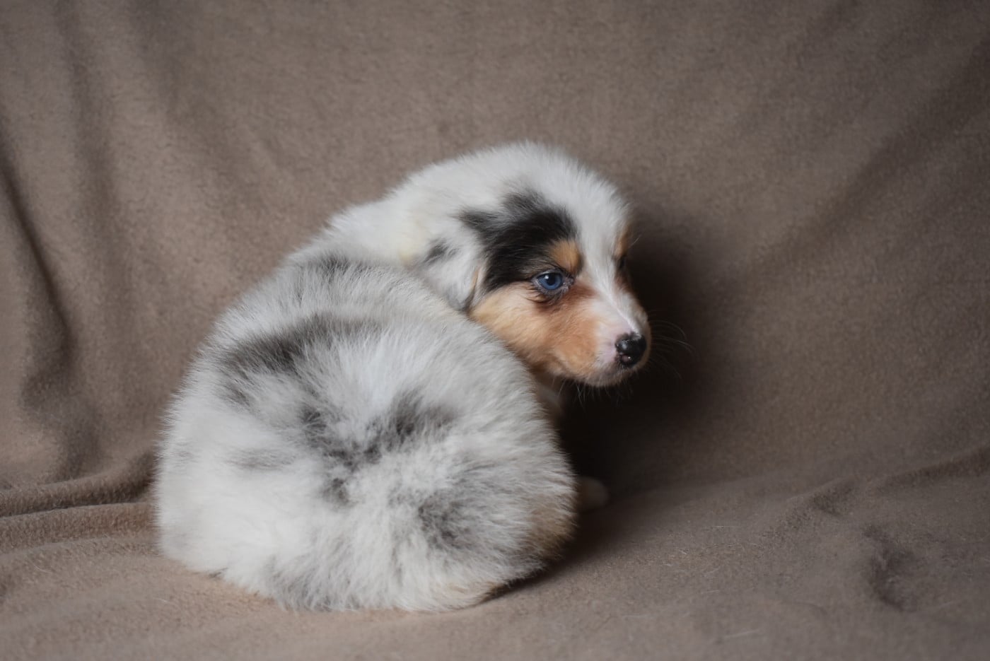 BERTILLE (nom provisoire)