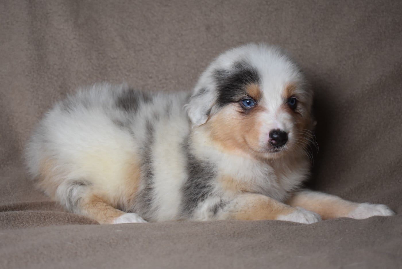 BERTILLE (nom provisoire)