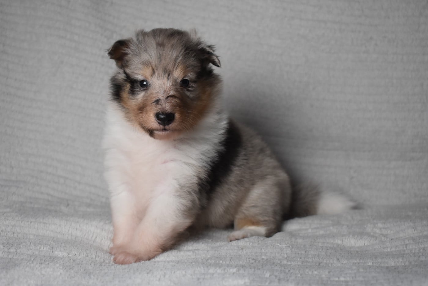 BLUE MYSTERY (Dit Dexie)