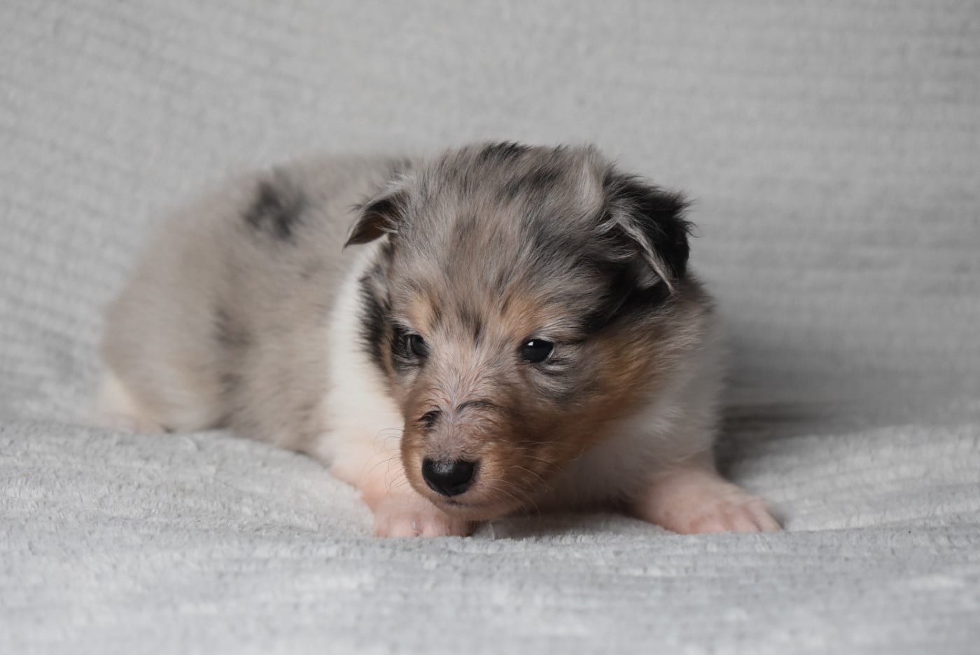 BLUE MYSTERY (Dit Dexie)