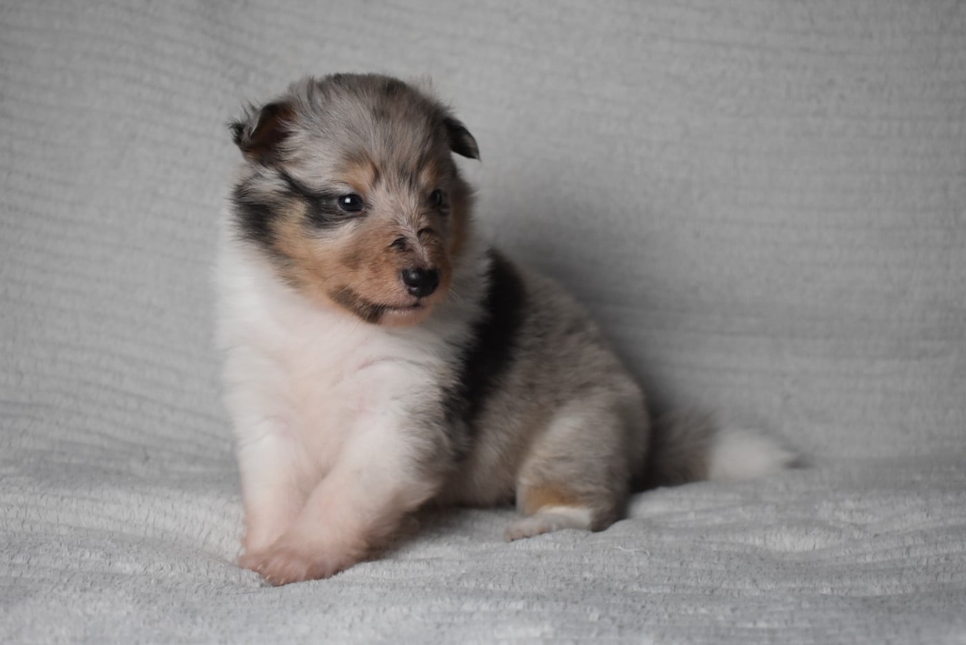 BLUE MYSTERY (Dit Dexie)