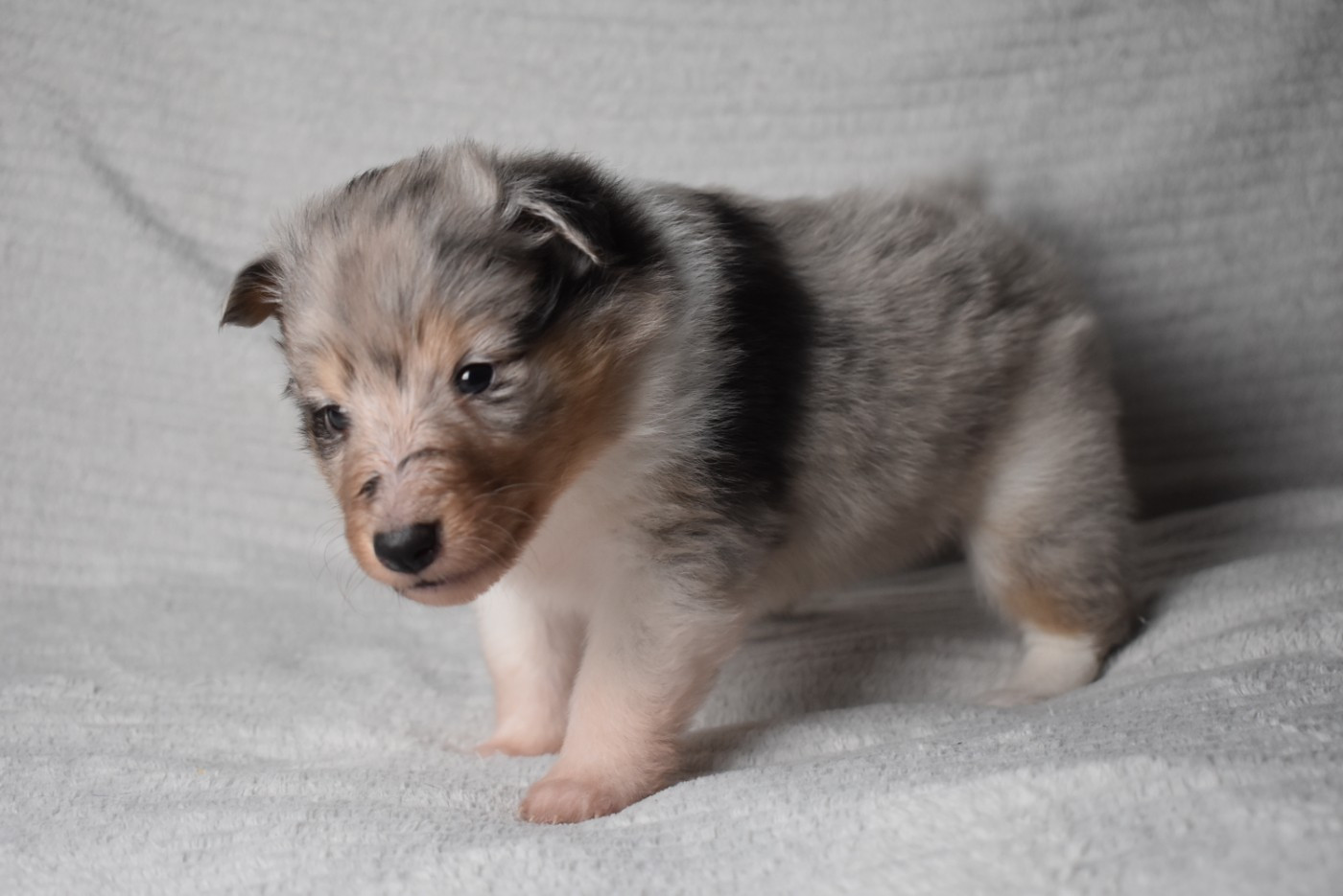 BLUE MYSTERY (Dit Dexie)