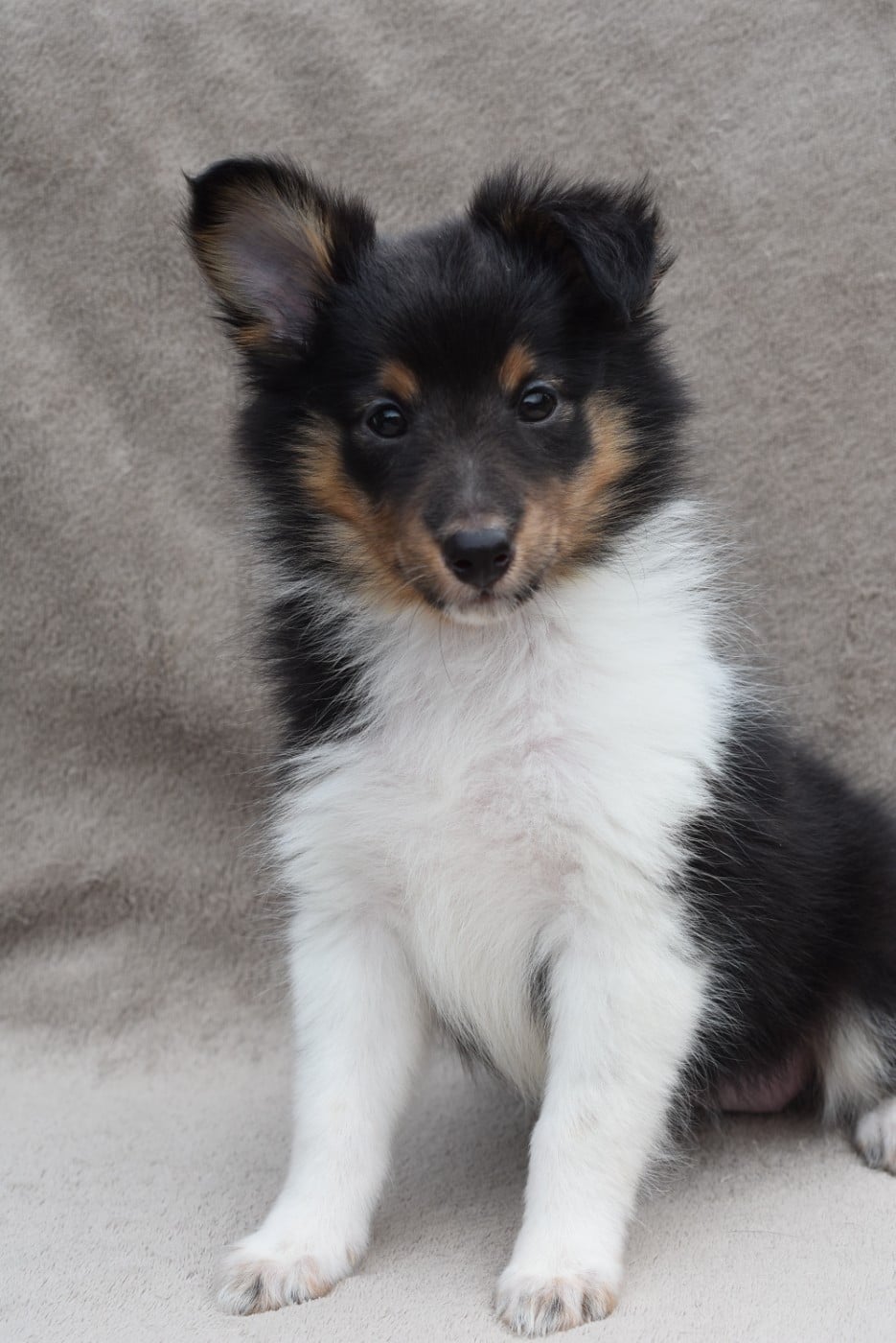 BETSSY
