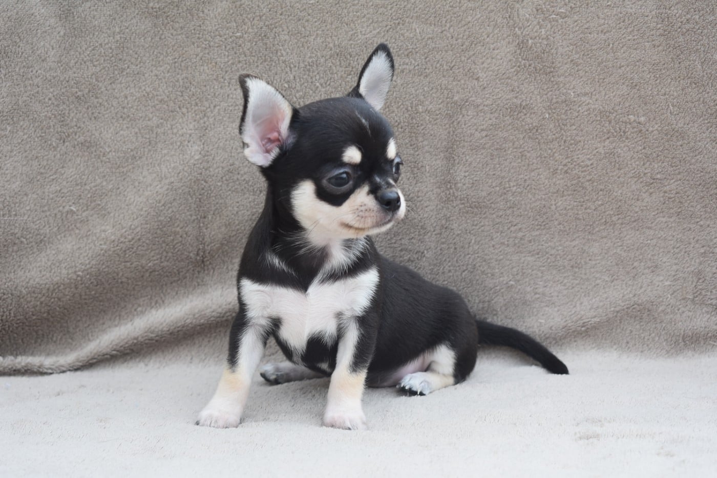 CHIOT 5