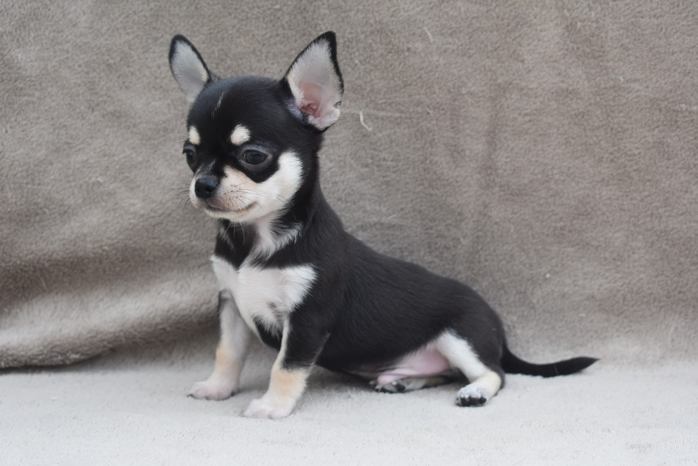 CHIOT 5