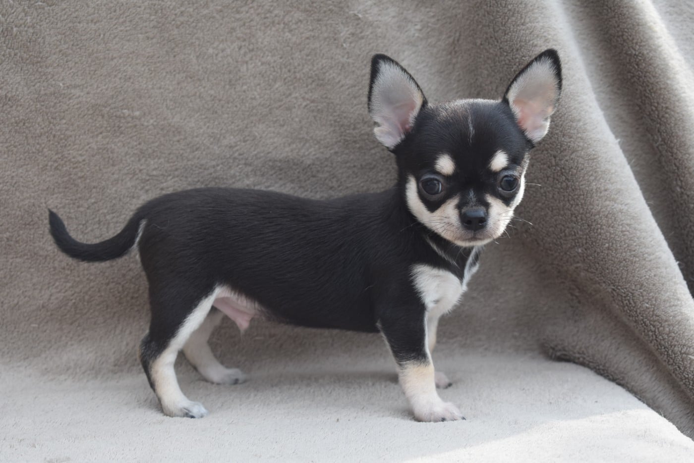 CHIOT 5