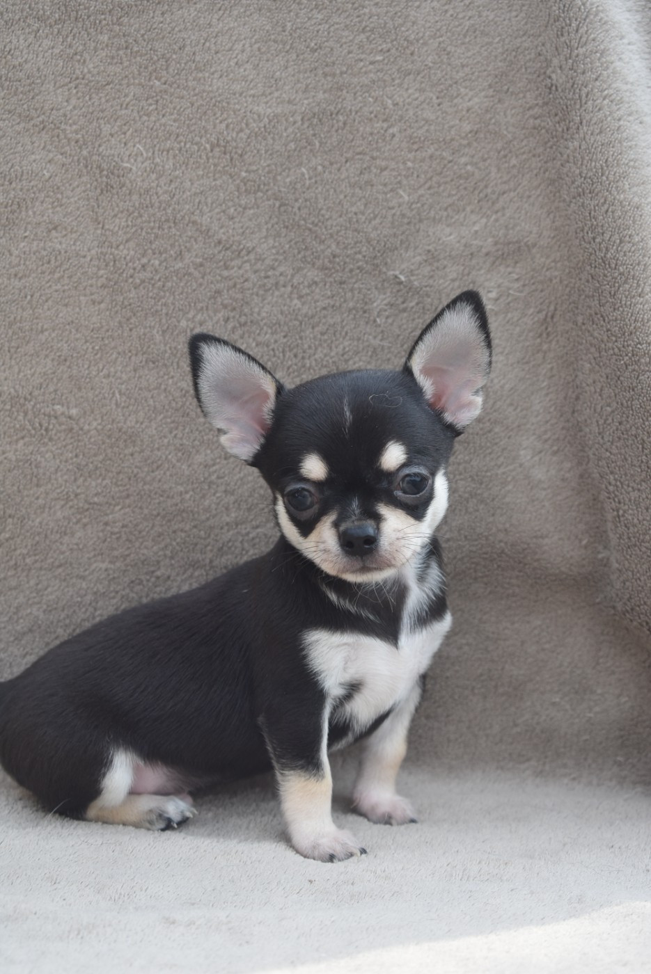 CHIOT 5