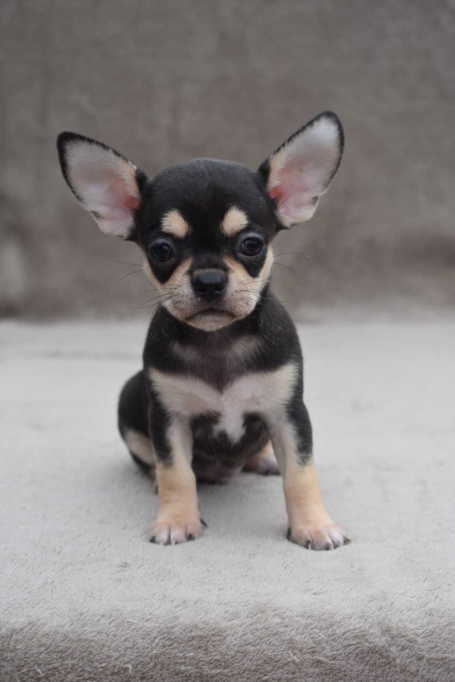 BENJI
