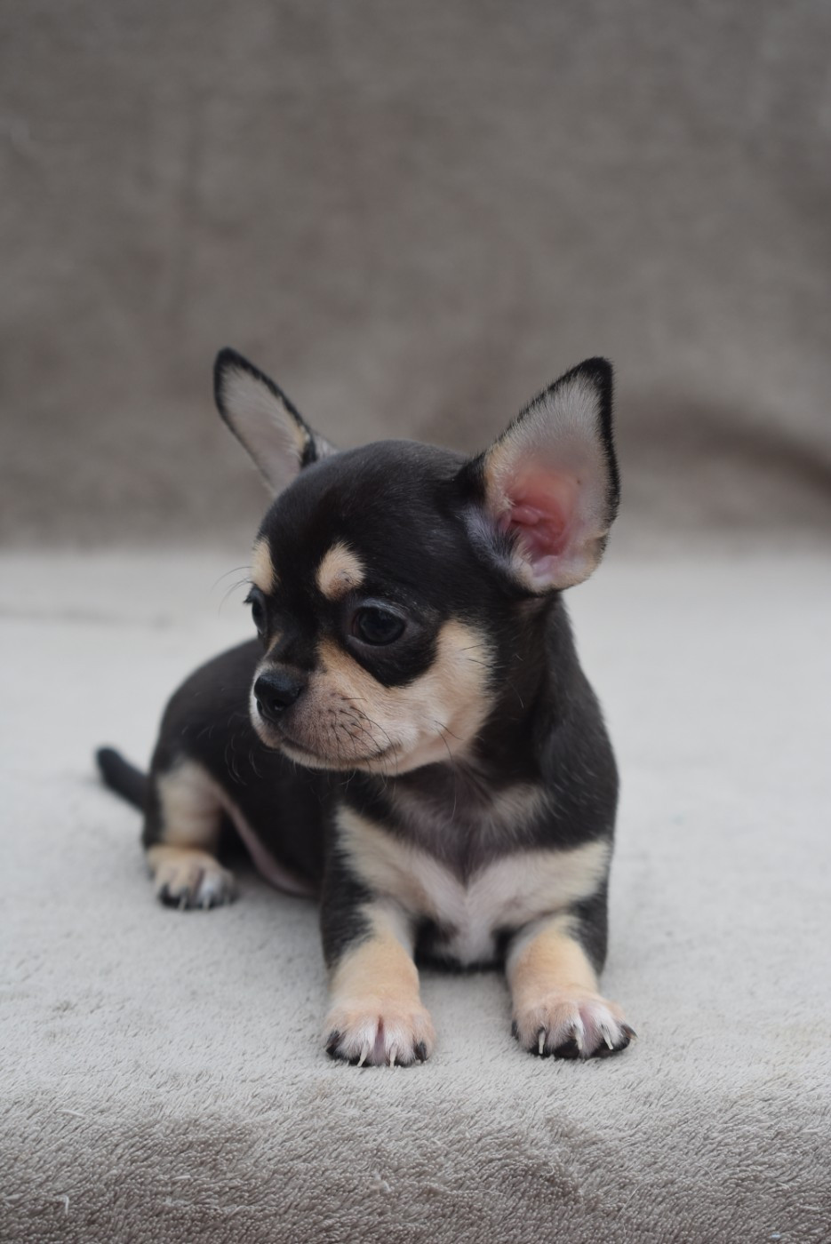 BENJI