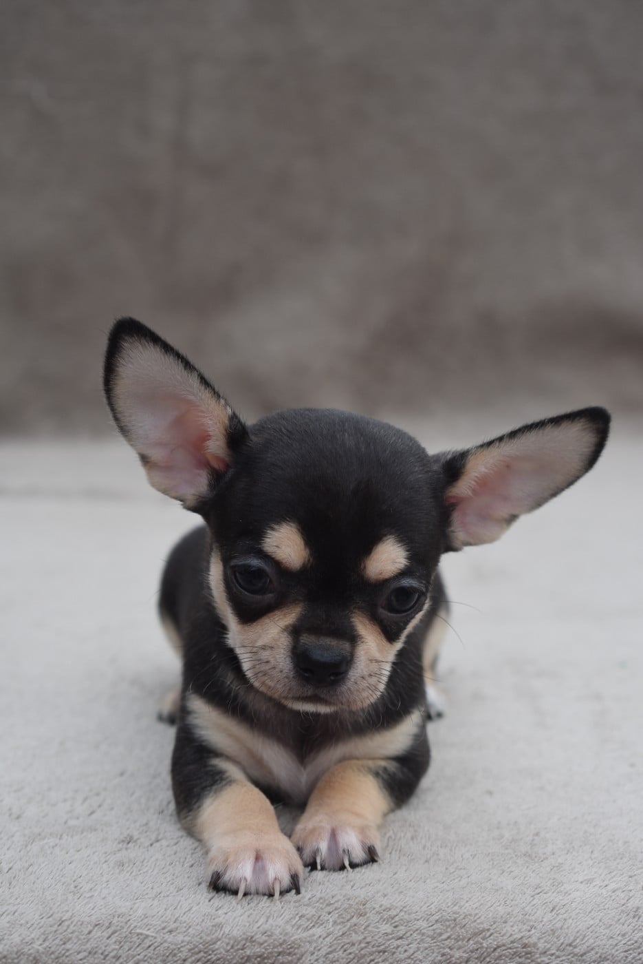 BENJI