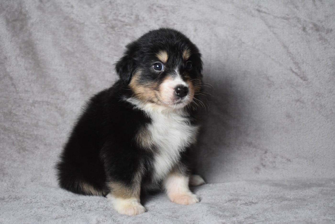 FEMELLE DISPONIBLE