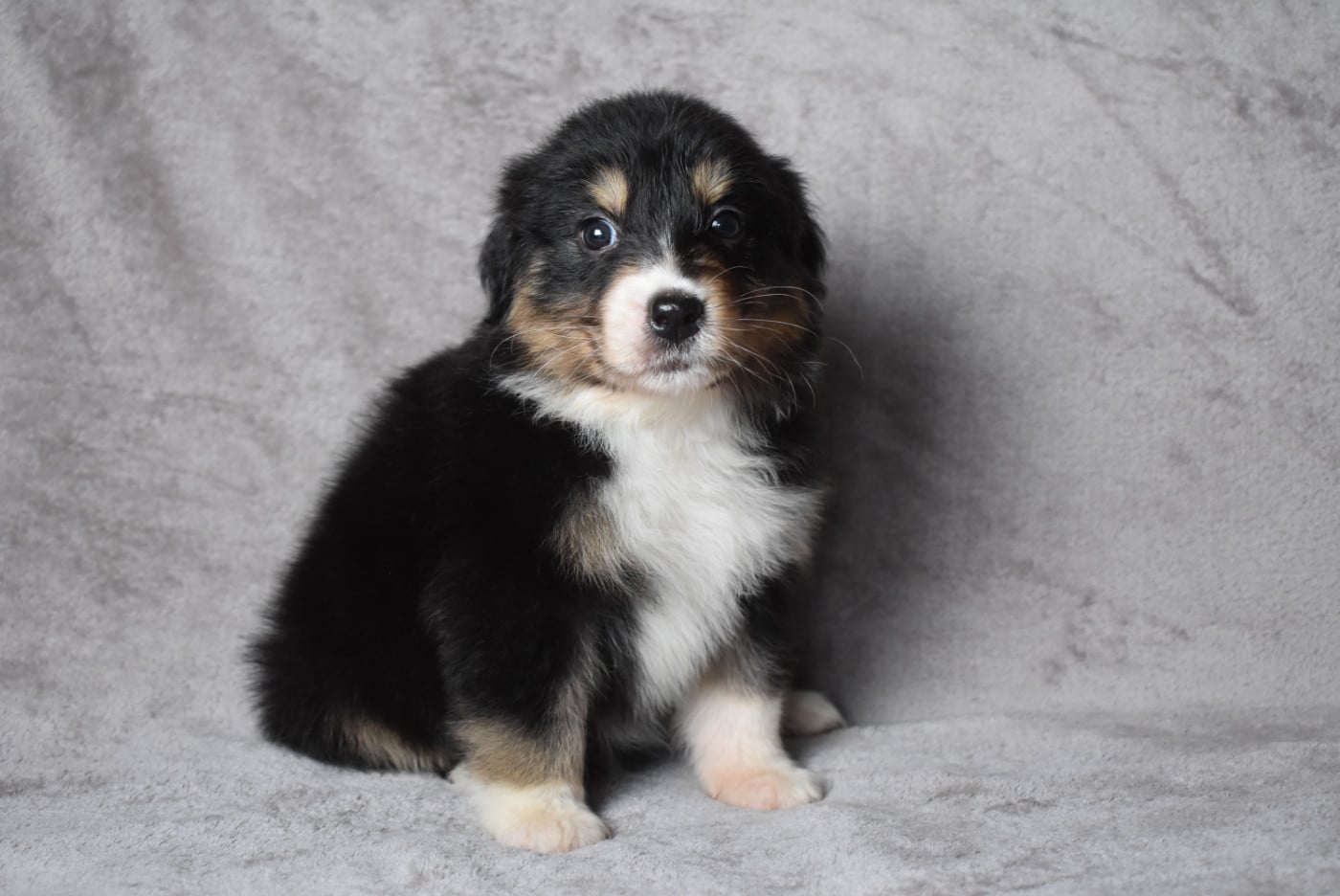 FEMELLE DISPONIBLE