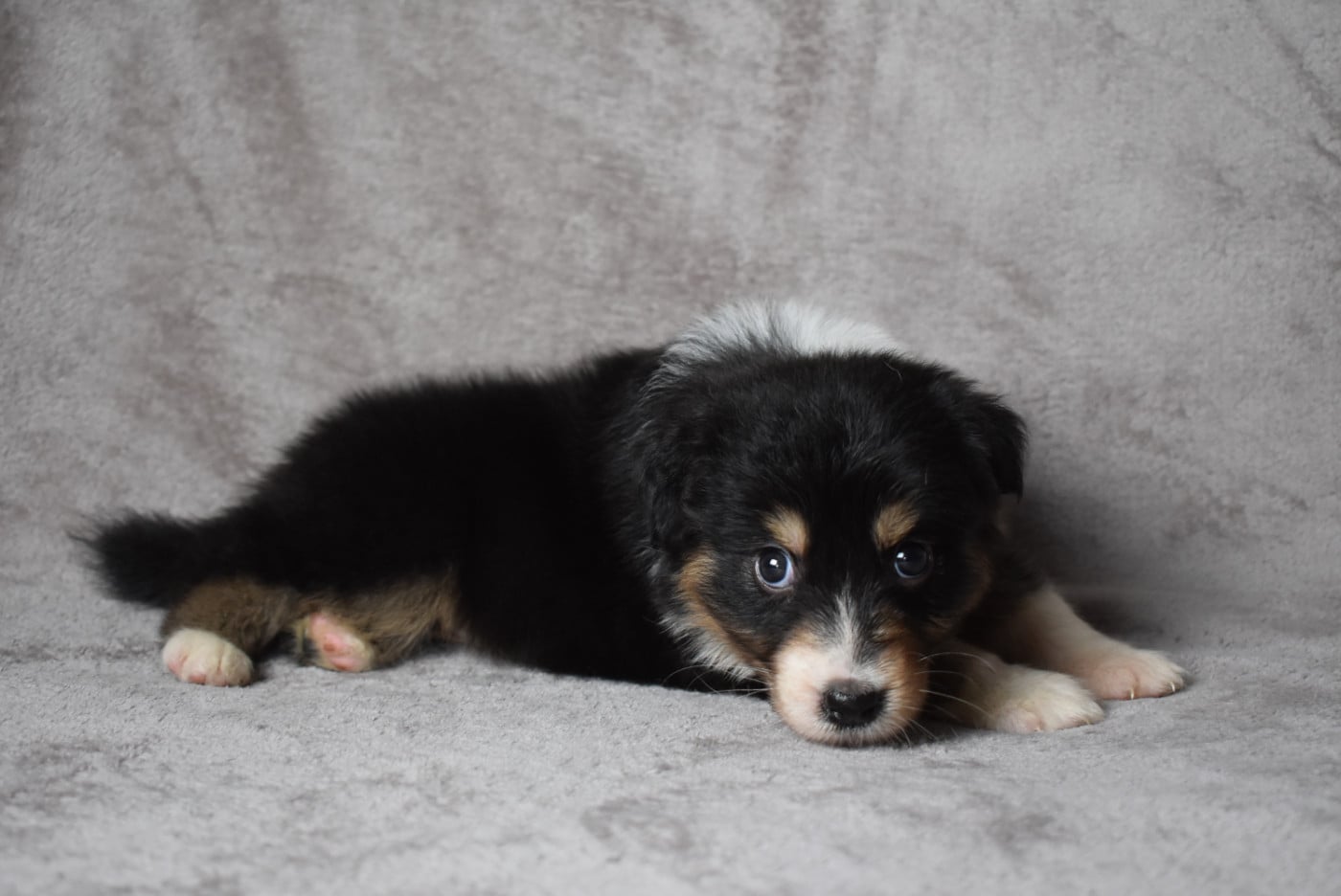 FEMELLE DISPONIBLE